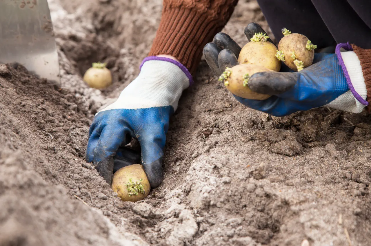 How to Grow Potatoes - the Basics.